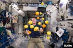 Scott Kelly with lemons in space. Researchers studied how diet affected his microbiome as part of NASA's Twins Study.