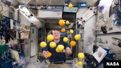 Scott Kelly with lemons in space. Researchers studied how diet affected his microbiome as part of NASA's Twins Study.