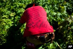 FILE - Randy Ortiz wears a shirt with the names of missing and murdered indigenous women as he searches for Ashley HeavyRunner Loring in the mountains of the Blackfeet Indian Reservation in Babb, Mont., July 12, 2018.