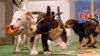 Puppy Bowl Serves as Alternative to Super Bowl