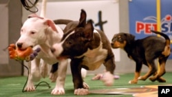 Puppies play during the Animal Planet's Puppy Bowl in Silver Spring, Maryland, Oct. 16, 2007. 