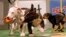 Puppies play during the Animal Planet's Puppy Bowl in Silver Spring, Maryland, Oct. 16, 2007. 
