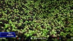 Qarku i Vlorës, sfidat e prodhimit të vajit të ullirit