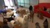 Dogs Go on Vacation to Luxury Pet Resort