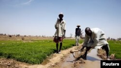 Farmers are seen working at a rice nursery on a farm in Dabua, Bauchi, Nigeria March 2, 2017. 