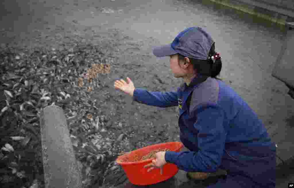 평양 삼천메기공장 직원이 메기 떼에 먹이를 뿌리고 있다.