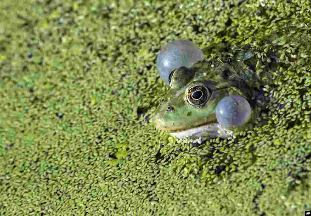 Seekor katak duduk di sebuah kolam di Leipzig, Jerman.