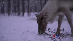 ဥတုရာသီ ဖောက်ပြန်မှုကြောင့် Reindeer သမင်မွေးမြူရေး ထိခိုက်