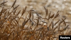 FILE - Ears of wheat are seen in a field near the village of Zhovtneve, Ukraine, July 14, 2016. 