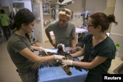 FILE - South African conservationist and motivational speaker Braam Malherbe, center, speaks to employees as they treat a honey buzzard at the Safari Zoo's hospital for wildlife in Ramat Gan near Tel Aviv, Israel, May 20, 2015.