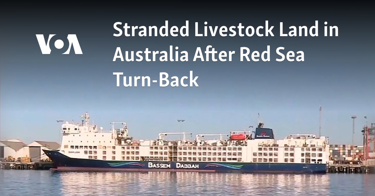 Stranded Livestock Land in Australia After Red Sea Turn-Back