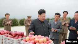 North Korean leader Kim Jong Un gives field guidance to the Kosan Combined Fruit Farm in this undated photo released by North Korea's Korean Central News Agency (KCNA) in Pyongyang September 18, 2016.KCNA via REUTERS