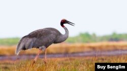 Suy Senglim is a bird photographer and founder of "Birds of Cambodia, Education and Conservation" 