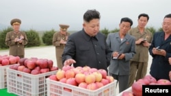 김정은 북한 국위원장이 강원도 고산군 소재 고산과수종합농장을 현지지도했다고 조선중앙통신이 18일 보도했다.