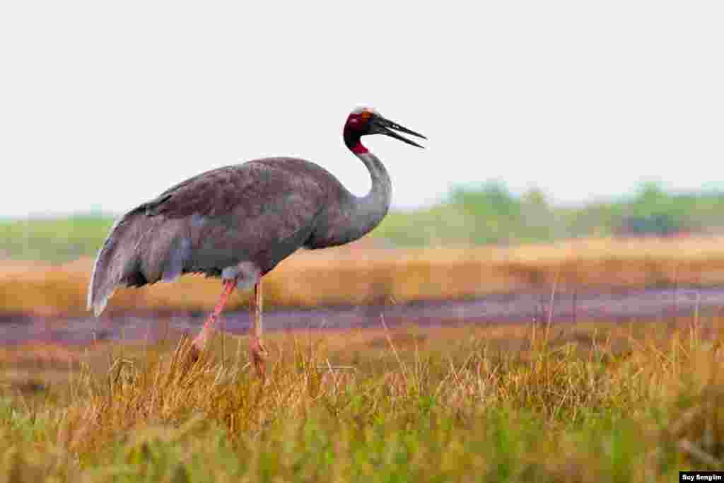 The Sarus Crane is the tallest flying bird in the world, which migrates from the breeding grounds of dry deciduous forest to foraging grounds of Anlung Pring and Beoung Prek Lpov in Takeo province, small parts in Vietnam close to the border and Ang Tropeang Thmor in Banteay Meanchey. The crane is considered extinct in Thailand. (Photo by Suy Senglim)