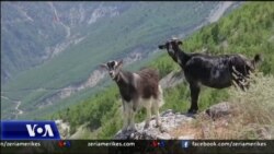 Bukuritë rustike të Nivicës dhe turizmi