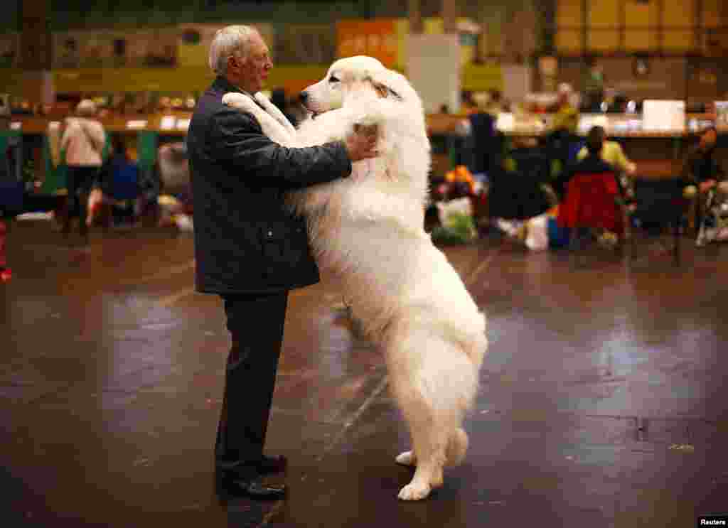 Arthur Ward berdiri bersama anjingnya Cody yang merupakan jenis Pyrenean Mountain di hari pertama Pameran Anjing Crufts di Birmingham, Inggris tengah.