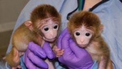 Two of the three chimeric monkeys at the Oregon National Primate Research Center