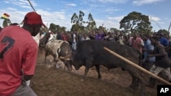 Warga Kenya menonton acara adu banteng di Khayega di Kenya barat, Sabtu (3/11). Adu banteng hitam dan putih yang dinamai Obama vs Romney dimenangkan oleh Obama.