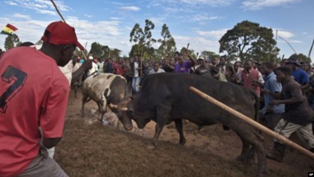 Warga Kenya menonton acara adu banteng di Khayega di Kenya barat, Sabtu (3/11). Adu banteng hitam dan putih yang dinamai Obama vs Romney dimenangkan oleh Obama.