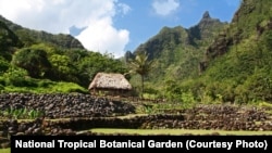 Limahuli Garden and Preserve is set in a verdant tropical valley on the north shore of the Hawaiian Island of Kaua`i. Against a backdrop of majestic Makana Mountain, the garden overlooks the Pacific Ocean.