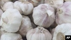 Scientists say they have discovered another health benefit of garlic.