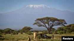In this Tuesday, Feb. 19, 2013 photo, the highest mountain in Africa, Mount Kilimanjaro in Tanzania, looms in the background as a team from the Kenya Wildlife Service (KWS) and the International Fund for Animal Welfare (IFAW) prepares to fit elephants wit
