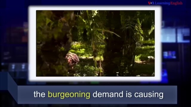 News Words - VOA