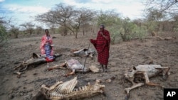 FILE - Saito Ene Ruka, right, who lost 100 cows to drought, and neighbor Kesoi Ole Tingoe walk past carcasses in Ilangeruani, Kenya, on Nov. 9, 2022. A fund to be discussed at the COP28 conference is intended to help developing countries cope with the effects of climate change.