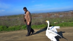Mirzan walking with his Swan named Garip, on February 6, 2021. (AP Photo/Ergin Yildiz)