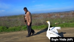Mirzan walking with his Swan named Garip, on February 6, 2021. (AP Photo/Ergin Yildiz)