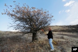 In this Oct. 28, 2019, photo, amateur botanist David Benscoter, of The Lost Apple Project, stands near a tree in the Steptoe Butte area near Colfax, Wash., that produces Arkansas Beauty apples. (AP Photo/Ted S. Warren)