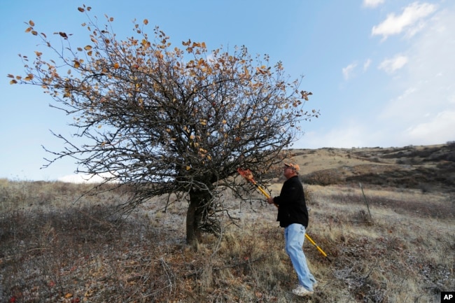 In this Oct. 28, 2019, photo, amateur botanist David Benscoter, of The Lost Apple Project, stands near a tree in the Steptoe Butte area near Colfax, Wash., that produces Arkansas Beauty apples. (AP Photo/Ted S. Warren)