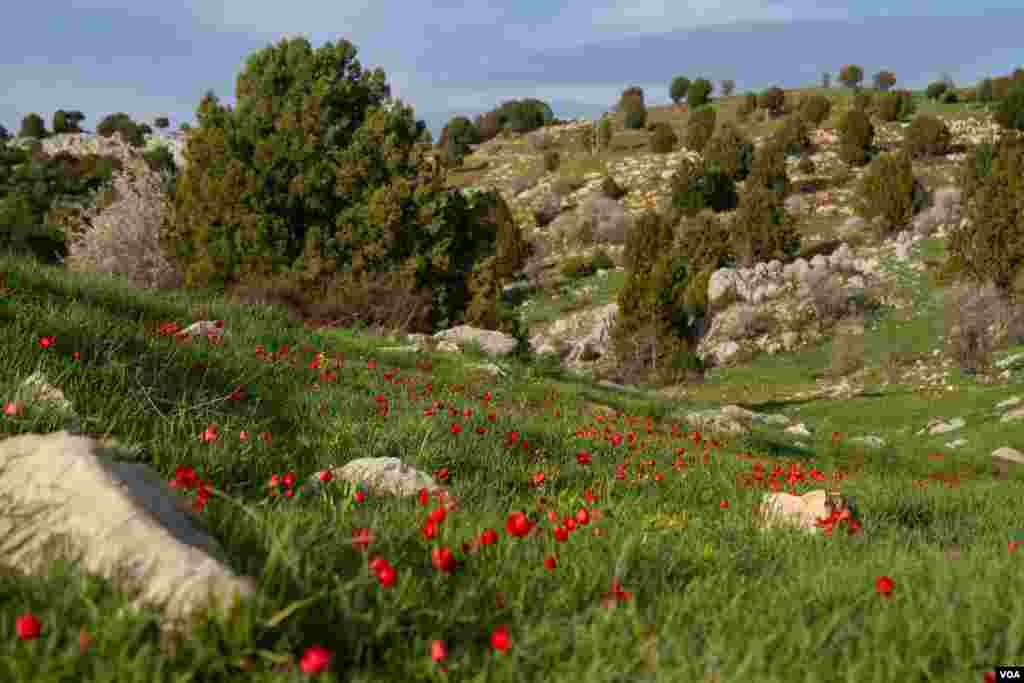 A field in Lebanon's mountainous, and beautiful, Akkar region. Many governments advise against travel to the region due to its proximity to Syria. (John Owens for VOA News)