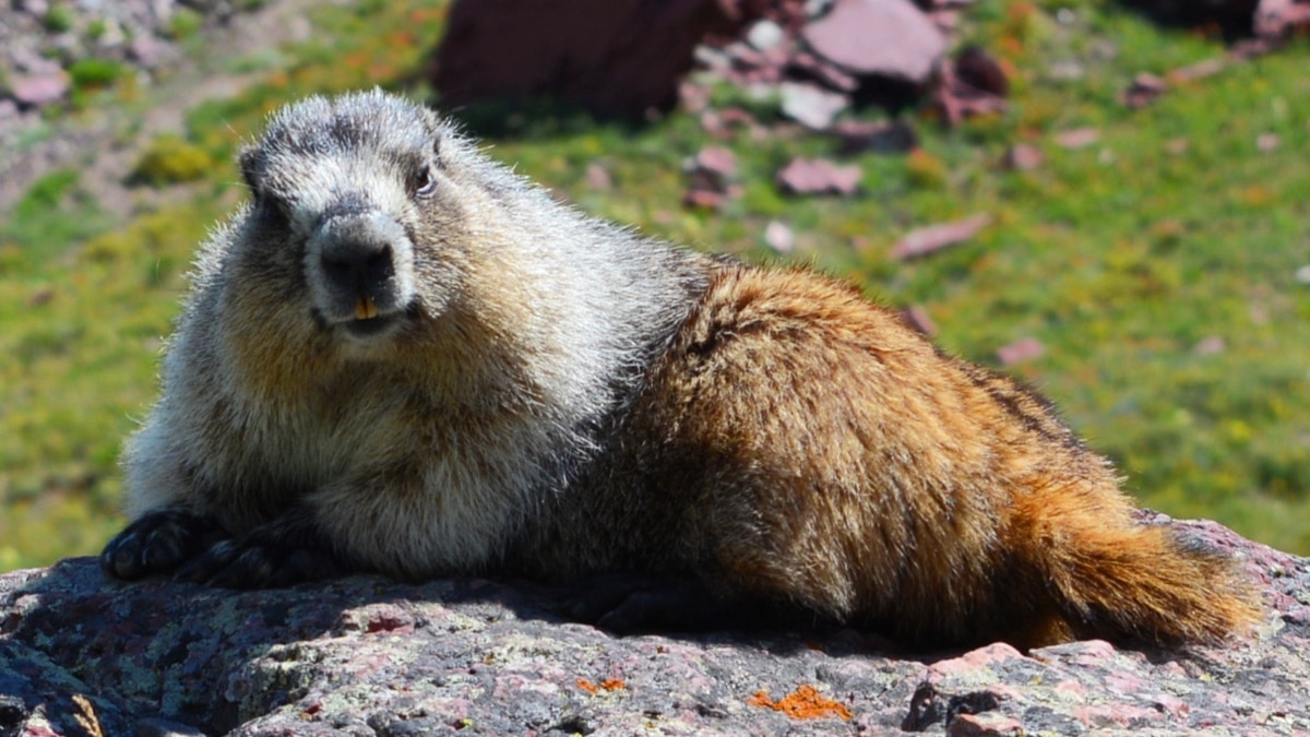 Glacier National Park Offers More Than Glaciers