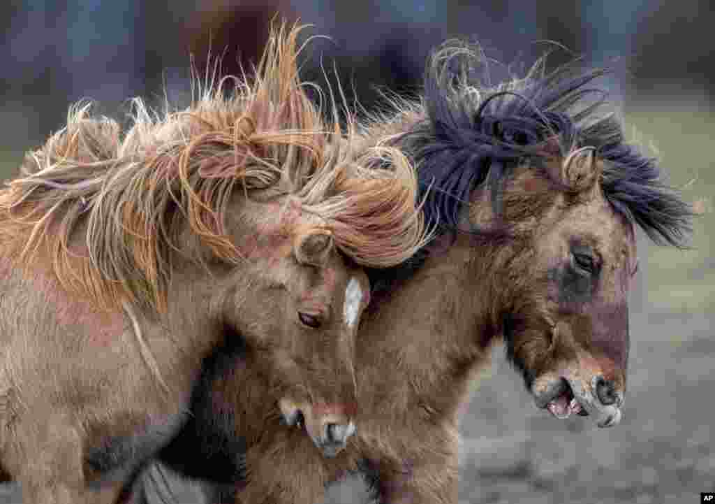 Icelandic horses play at a stud farm in Wehrheim, Germany.