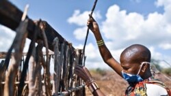 Une femme de la tribu Masaï construit un mur en enroulant des bâtons autour d'une structure en bois d'un abri traditionnel dans leur village de Talek dans la réserve nationale de Masai Mara le 24 juin 2020.