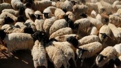 In this photo taken on Thursday, Nov. 14, 2019, sheep owned by commercial sheep farmer Louis van der Merwe eat fortified food on his farm in Vosburg, South Africa. (AP Photo/Denis Farrell)