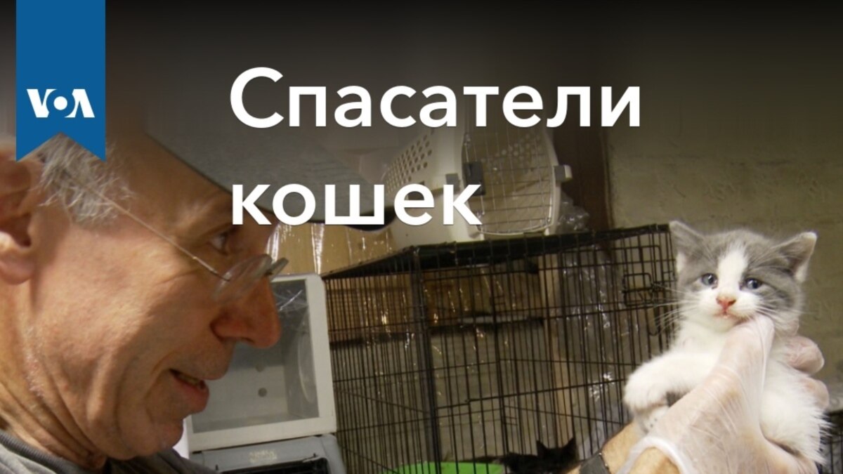 Cпасатели кошек