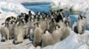 Aumenta cifra de pingüinos emperadores