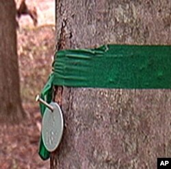 Memorial trees in EcoEternity Forests are numbered with small tags. A green band means a tree is still available.