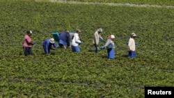 El gobierno considera a la agricultura como una de las industrias más peligrosas.