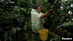 FILE - A farmer harvests coffee beans at a coffee farm in the jungle of Villa Rica, Peru, June 8, 2012.