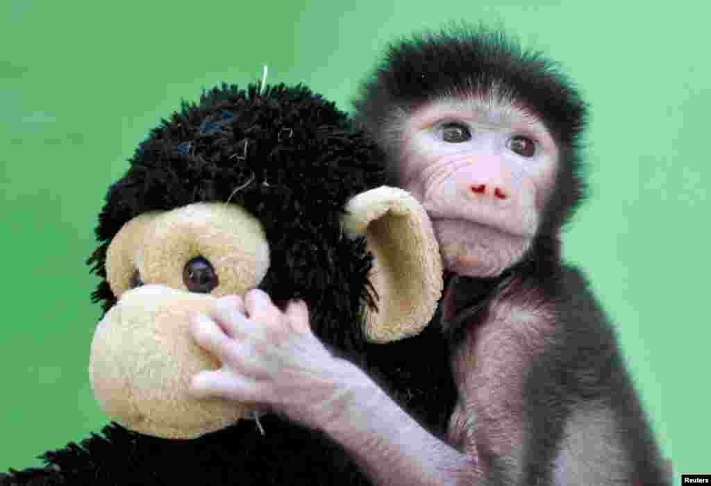 A 23-day-old hamadryas baboon plays with a stuffed toy at Sri Chamarajendra Zoological Gardens in the southern city of Mysuru, India. The baboon, was abandoned by its mother after its birth on April 4, according to a zoo vet.