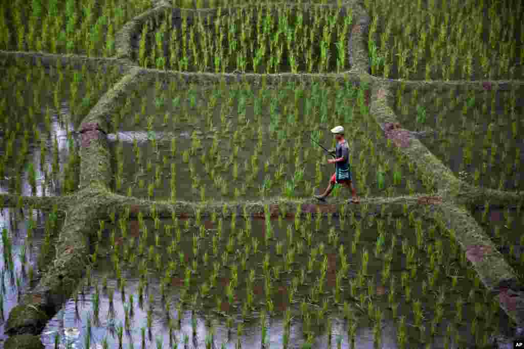 A tribal man walks with a fishing rod in a paddy field at Moronga village, along the Assam-Meghalaya state border, India. More than 70 percent of India&#39;s 1.25 billion citizens engage in agriculture.