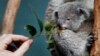 Researchers Reveal Genetic Secrets of Eucalyptus Tree