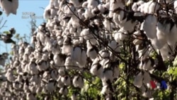 纪录片《棉花之路》：廉价时尚的高昂代价