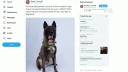 軍犬在擊殺巴格達迪之戰中受傷 特朗普總統發推嘉獎