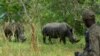 Seorang penjaga hutan berdiri di dekat badak Putih Selatan saat mereka merumput di Suaka Badak Ziwa, distrik Kiryandongo, Uganda, 1 Desember 2021. (REUTERS/Abubaker Lubowa)