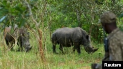 Seorang penjaga hutan berdiri di dekat badak Putih Selatan saat mereka merumput di Suaka Badak Ziwa, distrik Kiryandongo, Uganda, 1 Desember 2021. (REUTERS/Abubaker Lubowa)